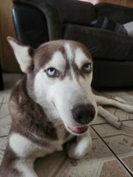 Reunited Female Dog last seen Veterans/I Road and Prosperida, Pharr, TX 78577