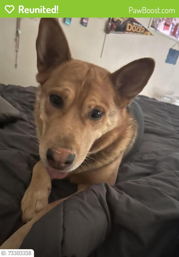 Reunited Male Dog last seen Broadmore, Rio Rancho, NM 87144