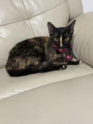 Reunited Female Cat last seen 138th ave and 9th street, Miami, FL 33184