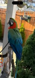 Lost Male Bird last seen USPS Office, Train Tracks, Woodbridge Township, NJ 07064
