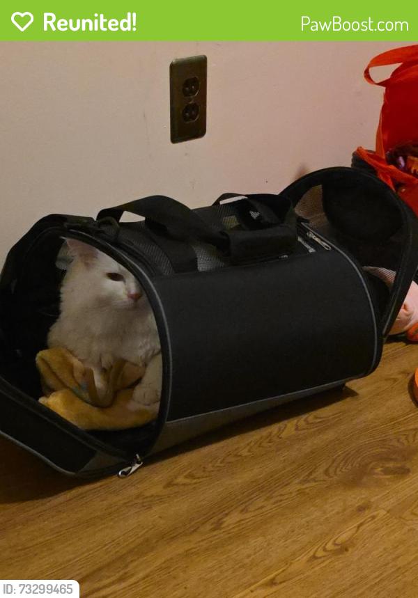 Reunited Male Cat last seen Herbert Lane and Route 57, Hackettstown, NJ 07840