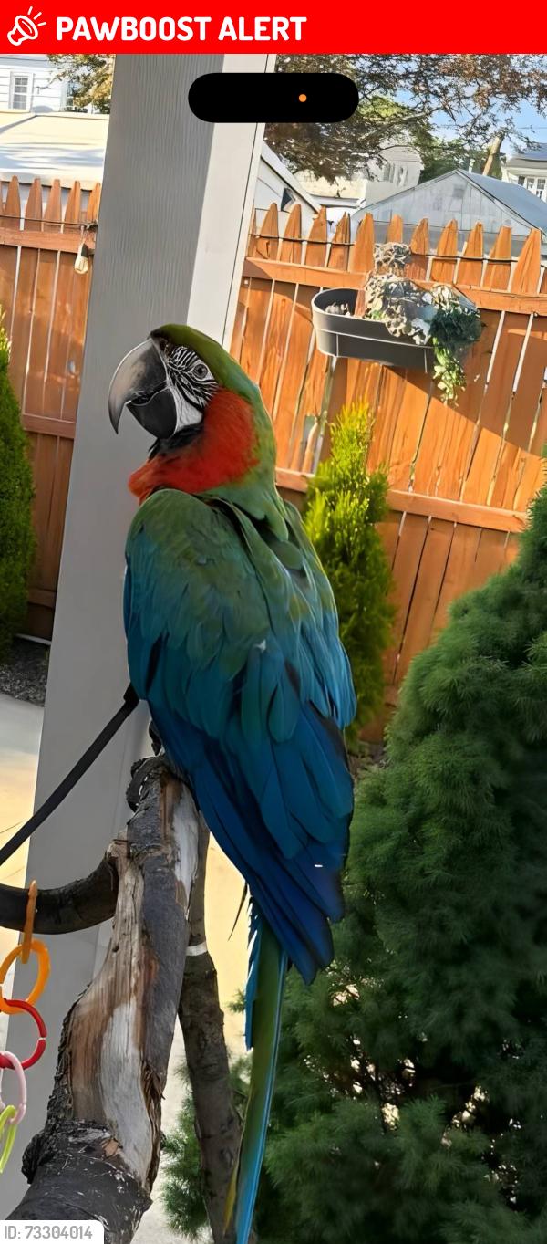 Lost Male Bird last seen USPS Office, Train Tracks, Woodbridge Township, NJ 07064
