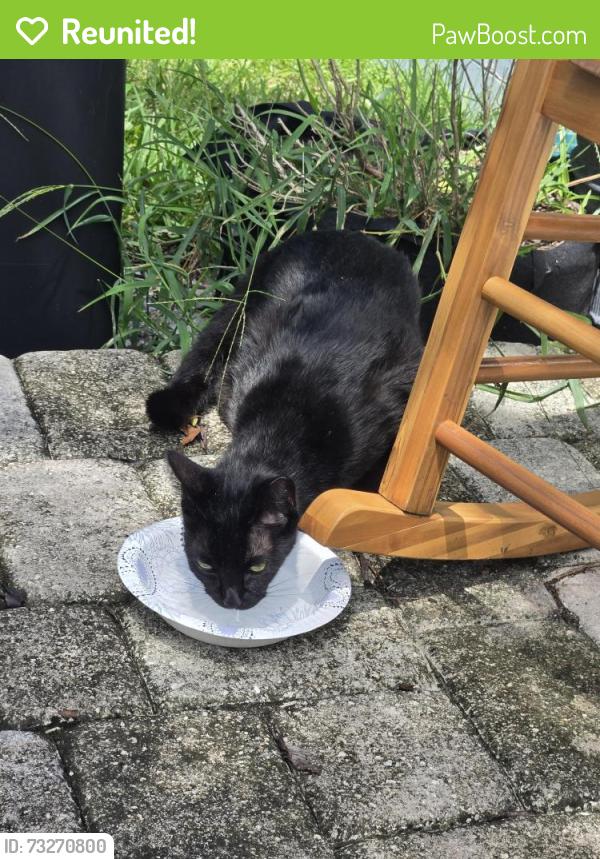 Reunited Unknown Cat last seen Seminola and Diane Circle, Casselberry, FL 32707