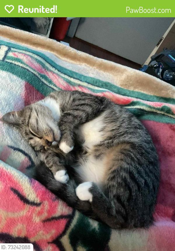 Reunited Female Cat last seen Near Bellarmine dr w Joliet il, Joliet, IL 60436