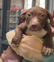 Shelter Stray Male Dog last seen Jackson Ave & Bruckner Blvd, BRONX, NY, 10454, 326 E 110th St, New York, NY 10029, USA