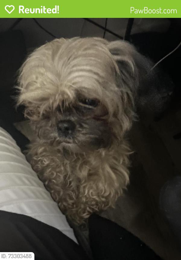 Reunited Female Dog last seen Lauderhill On 56th between Oakland park and sunrise, Lauderhill, FL 33313