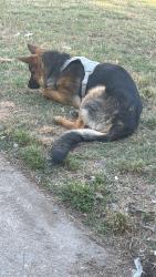 Reunited Male Dog last seen Near Circlewood Dr, Richmond, VA 23224, USA, Richmond, VA 23224