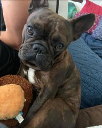 Reunited Male Dog last seen San Joaquin Trail & Thames, Fort Worth, TX 76118