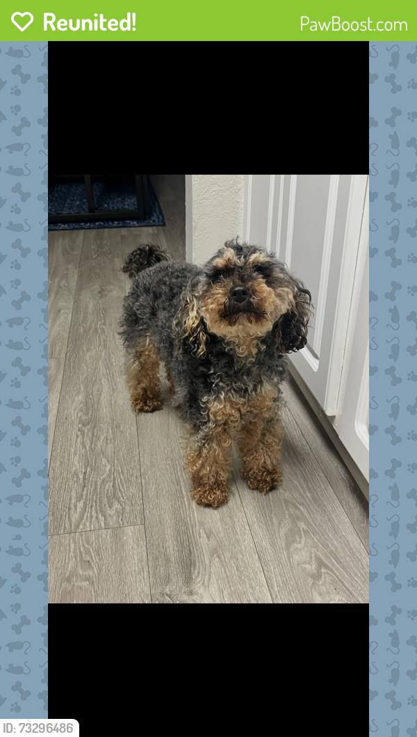 Reunited Female Dog last seen Neighbor behind the Wingstop by the old kfc, Mableton, GA 30126