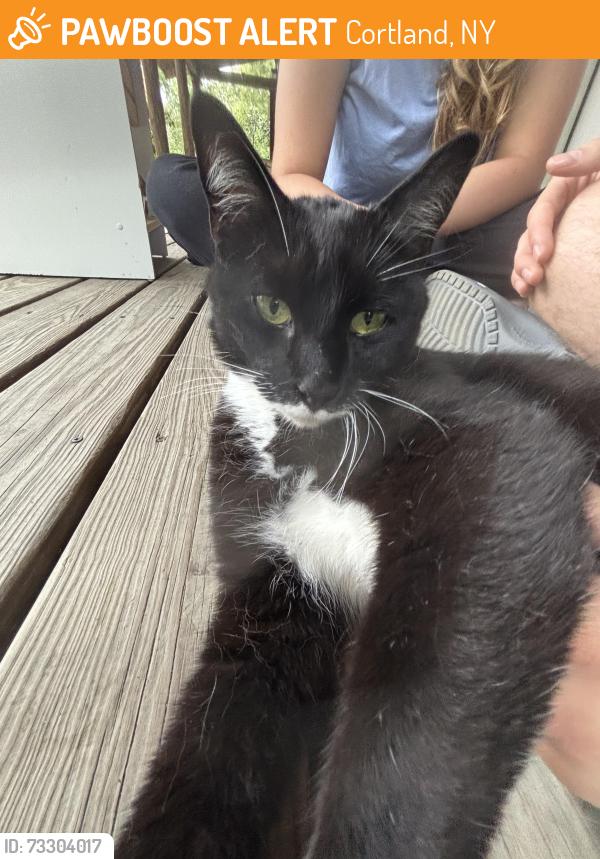 Found/Stray Unknown Cat last seen Off Lake Como Road, Cortland, NY 13045