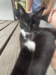 Found/Stray Unknown Cat last seen Off Lake Como Road, Cortland, NY 13045