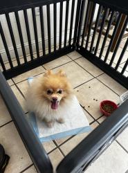 Found/Stray Male Dog last seen Pointt Arguello and Point Conception Ct, Chula Vista, CA 91911
