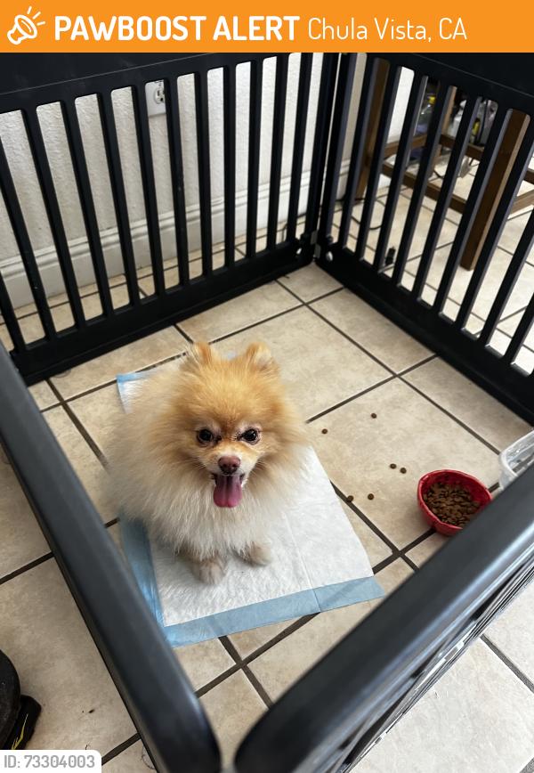 Found/Stray Male Dog last seen Pointt Arguello and Point Conception Ct, Chula Vista, CA 91911