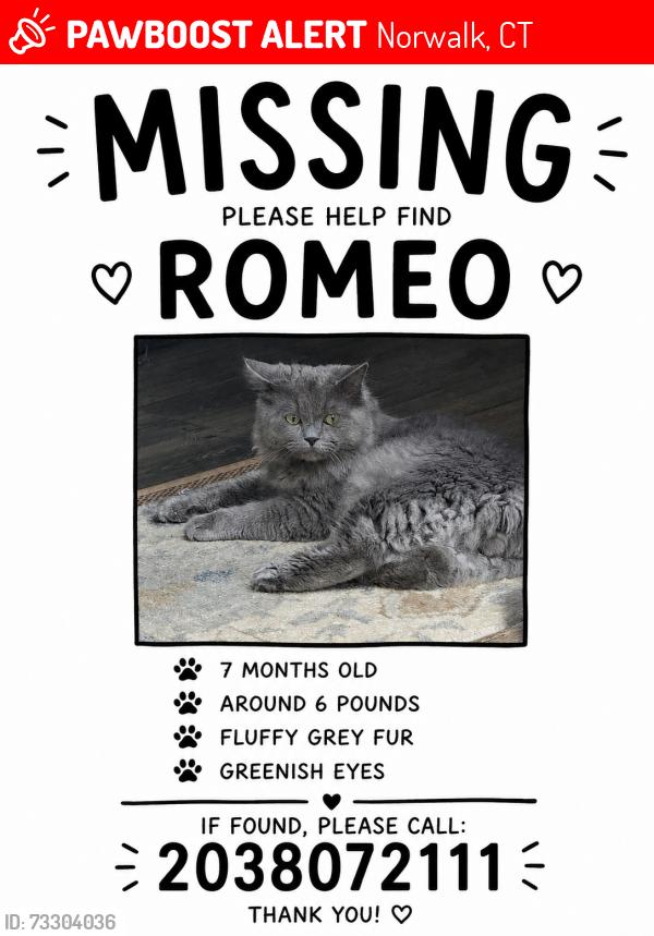 Lost Male Cat last seen Norwalk, ct, Norwalk, CT 06851