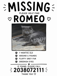 Lost Male Cat last seen Norwalk, ct, Norwalk, CT 06851