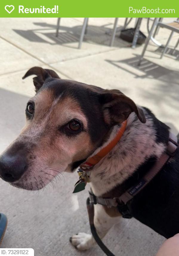 Reunited Male Dog last seen Near Berlin st Dedham Ma 02026, Dedham, MA 02026