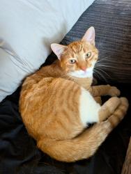 Reunited Male Cat last seen 56th and kipling, Arvada, CO 80002