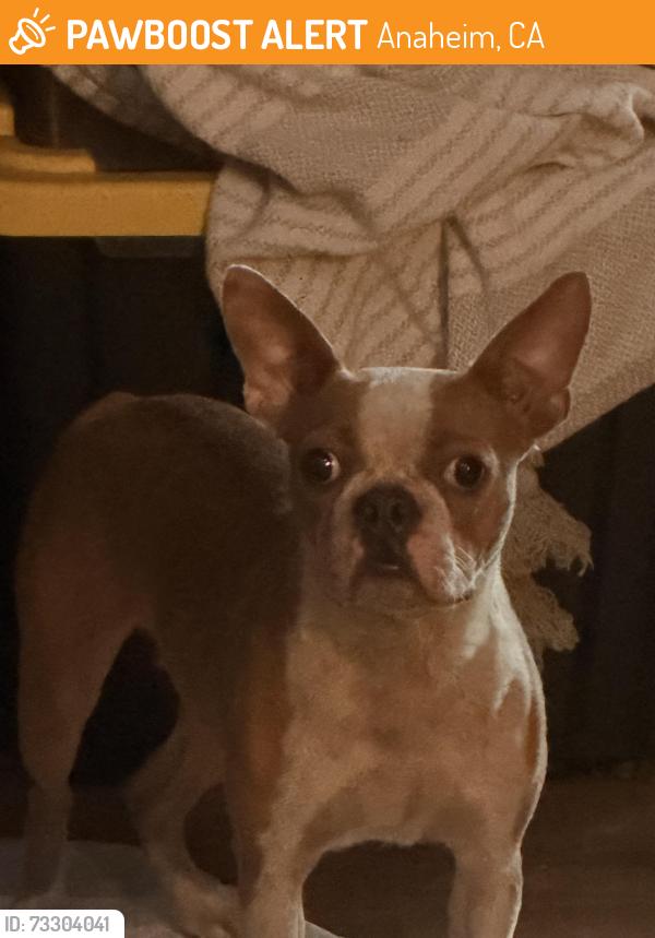 Found/Stray Female Dog last seen Knott and Ball, Anaheim, CA 92804