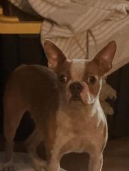 Found/Stray Female Dog last seen Knott and Ball, Anaheim, CA 92804