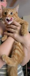 Found/Stray Male Cat last seen Camellia Drive, Anderson, SC 29622