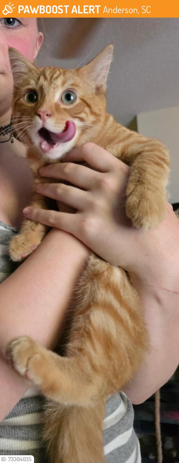 Found/Stray Male Cat last seen Camellia Drive, Anderson, SC 29622