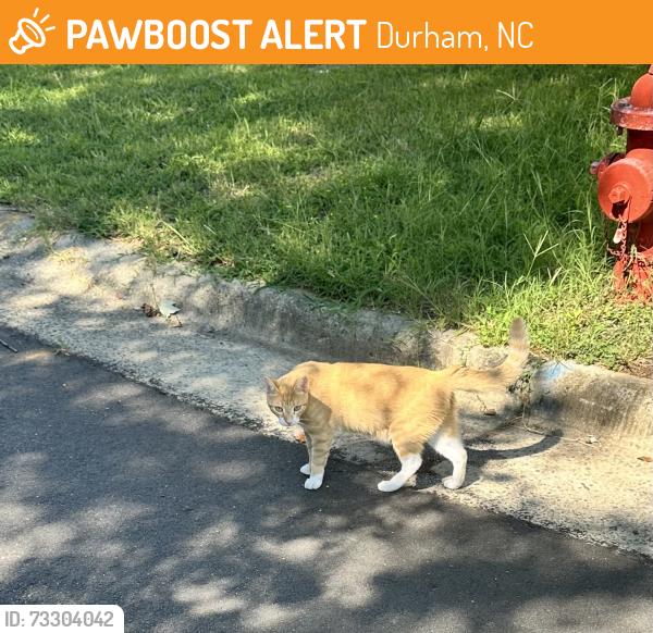 Found/Stray Male Cat last seen Candlewick Way and Horton Road, Durham, NC 27704