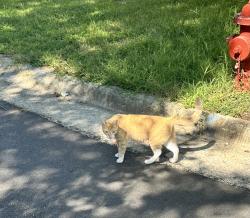Found/Stray Male Cat last seen Candlewick Way and Horton Road, Durham, NC 27704