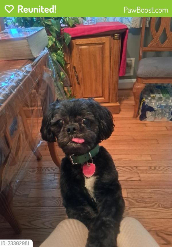 Reunited Male Dog last seen Windsor Mill Rd, Lochearn, MD 21207