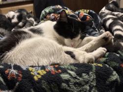 Reunited Male Cat last seen REDWOOD & Conifer Way - Taylorsville Cemetery across from Community College, Taylorsville, UT 84118