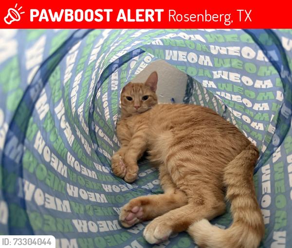 Lost Female Cat last seen summer lakes, Rosenberg, TX 77469