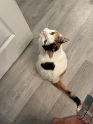 Reunited Female Cat last seen Alton Drive and Paseo De Valencia St. Laguna Lakes, Fort Myers, Fl, Laguna Lakes, FL 33908