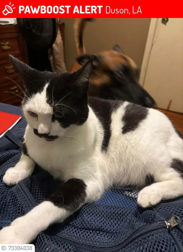 Lost Female Cat last seen Toby Mouton rd, Duson, LA 70529