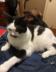 Lost Female Cat last seen Toby Mouton rd, Duson, LA 70529