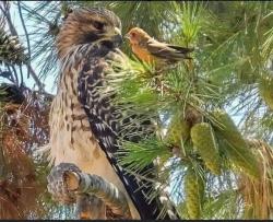 Found/Stray Unknown Bird last seen Locust ave, Carmichael, CA 95608