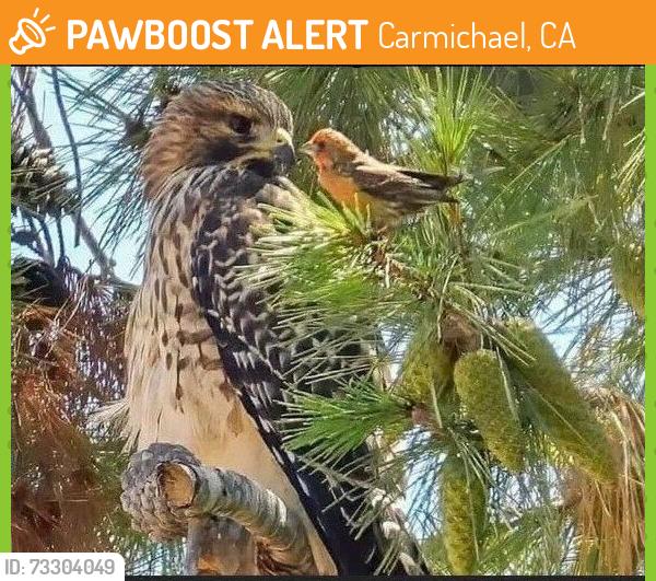 Found/Stray Unknown Bird last seen Locust ave, Carmichael, CA 95608