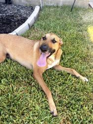 Found/Stray Female Dog last seen Terta Cotta and Bronze Sand, San Antonio, TX 78253