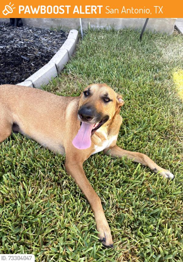 Found/Stray Female Dog last seen Terta Cotta and Bronze Sand, San Antonio, TX 78253