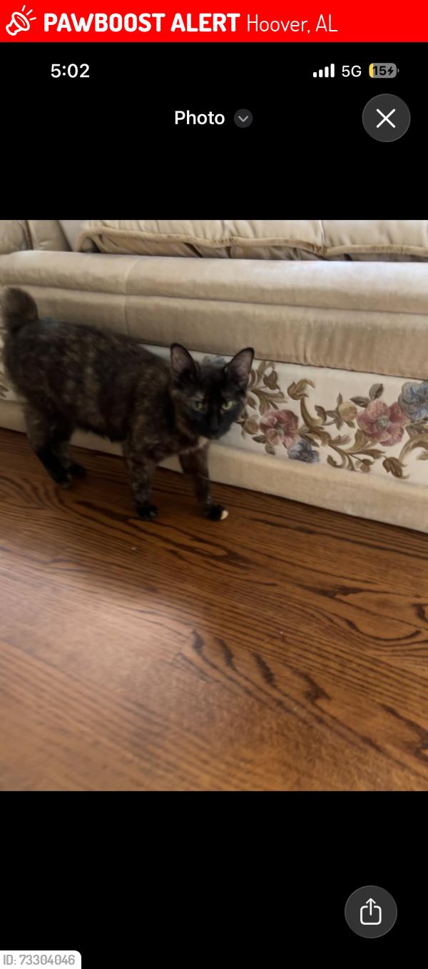 Lost Female Cat last seen Near hackberry lane, Hoover, AL 35226