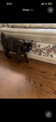 Lost Female Cat last seen Near hackberry lane, Hoover, AL 35226