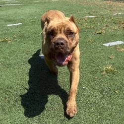 Shelter Stray Female Dog last seen , 2350 Appling City Cove, Memphis, TN 38133, USA