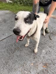 Reunited Male Dog last seen Court St and C Ave, Zephyrhills, FL 33542