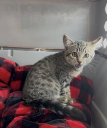 Reunited Female Cat last seen Se oakhurst st hillsboro 97124, Hillsboro, OR 97123