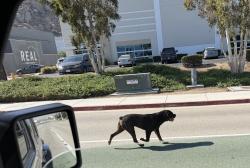 Found/Stray Unknown Dog last seen Near the warehouse is on Palm Marito west of the sandals church at Mount Vernon Ave., Riverside, CA 92507
