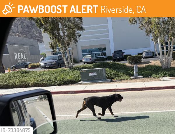 Found/Stray Unknown Dog last seen Near the warehouse is on Palm Marito west of the sandals church at Mount Vernon Ave., Riverside, CA 92507