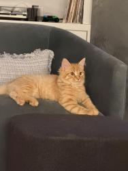 Reunited Male Cat last seen Roosevelt Avenue and Tomac Avenue in Old Greenwich, Greenwich, CT 06870