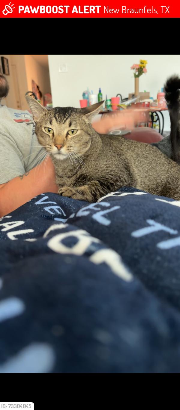 Lost Male Cat last seen Butterfly Bush Ct, New Braunfels, TX 78130
