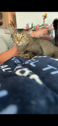 Lost Male Cat last seen Butterfly Bush Ct, New Braunfels, TX 78130