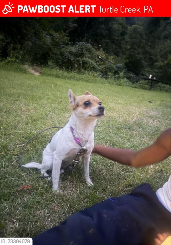 Lost Female Dog last seen Cline street east Pittsburgh pa, Turtle Creek, PA 15145