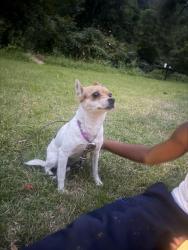 Lost Female Dog last seen Cline street east Pittsburgh pa, Turtle Creek, PA 15145