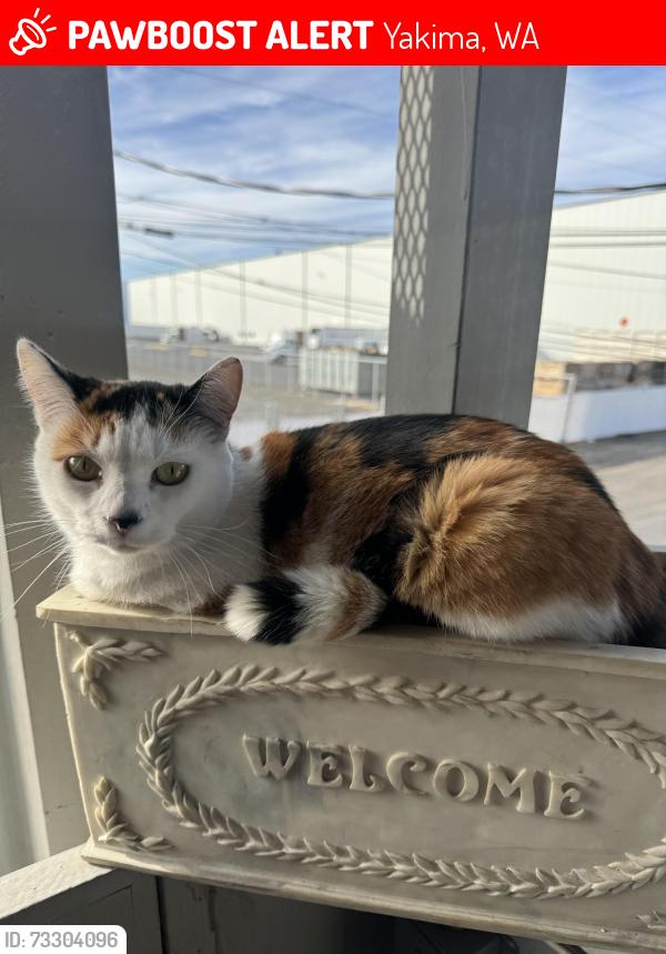 Lost Female Cat last seen 18th and fruitvale, Yakima, WA 98902